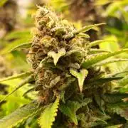 Papaya Zoap by Sweet Seeds