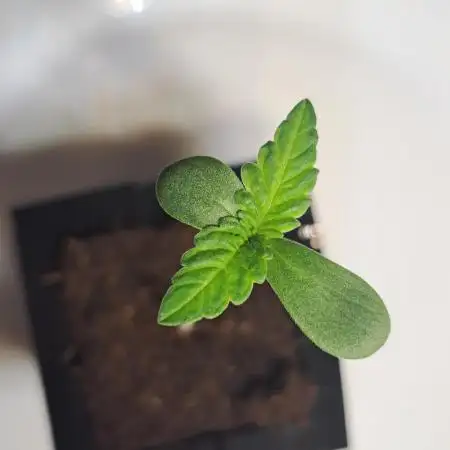 Frozen cherry runtz - Growers Choice