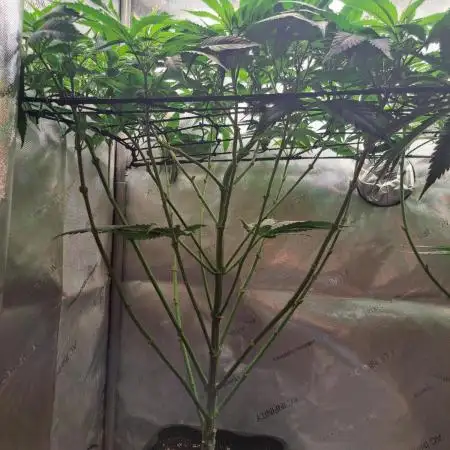Sweet Cherry Pie by sweet seeds