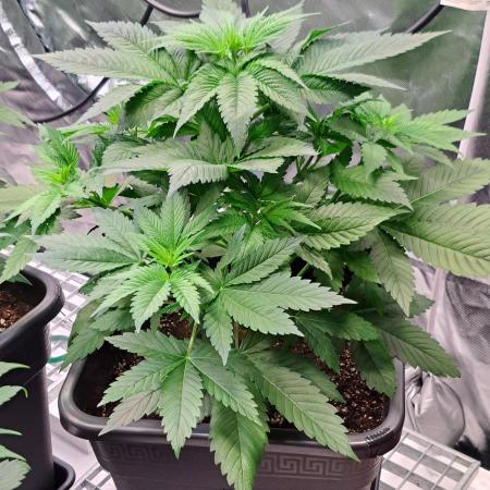 Frozen cherry runtz - Growers Choice