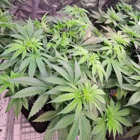 Papaya Zoap by Sweet Seeds