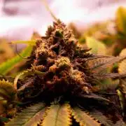 Sweet Cherry Pie by sweet seeds