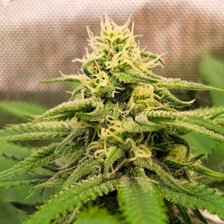 Sleepy Joe - Anesia Seeds