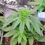 Big Bazooka - Anesia Seeds