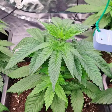 Big Bazooka - Anesia Seeds