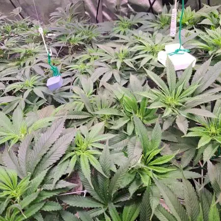 Papaya Zoap by Sweet Seeds