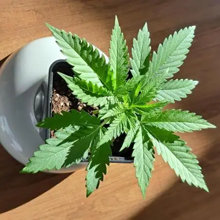 Sleepy Joe - Anesia Seeds