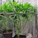 Red Hot Cookies by sweet seeds