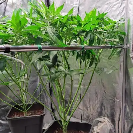 Red Hot Cookies by sweet seeds