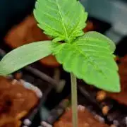 Pink Rozay by Original Sensible Seeds