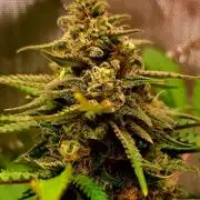 Sleepy Joe - Anesia Seeds