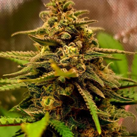 Sleepy Joe - Anesia Seeds