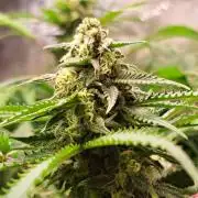 Sleepy Joe - Anesia Seeds