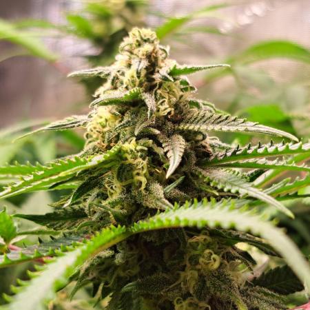 Sleepy Joe - Anesia Seeds