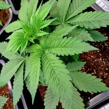 Frozen cherry runtz - Growers Choice