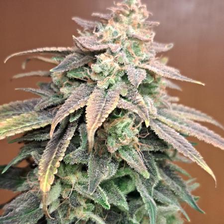 Big Bazooka - Anesia Seeds