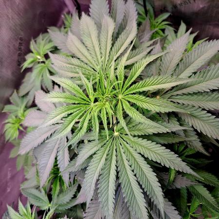 Sleepy Joe - Anesia Seeds