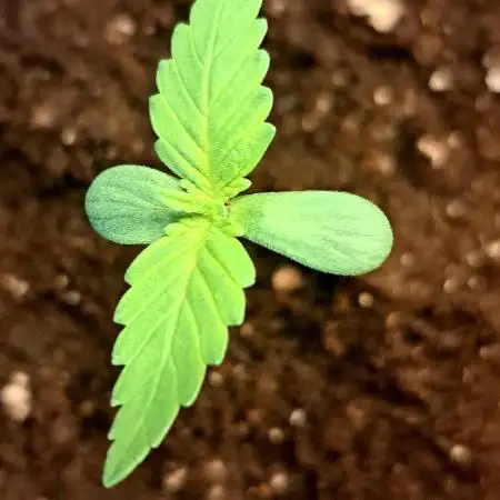 Big Bazooka - Anesia Seeds
