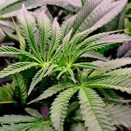 Papaya Zoap by Sweet Seeds