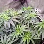 Sleepy Joe - Anesia Seeds