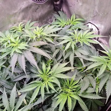 Sleepy Joe - Anesia Seeds