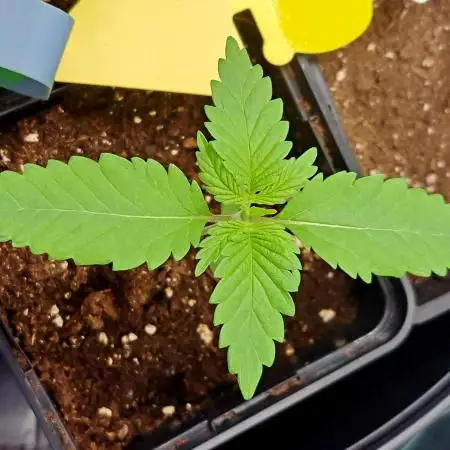 Papaya Zoap by Sweet Seeds