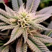 Frozen cherry runtz - Growers Choice