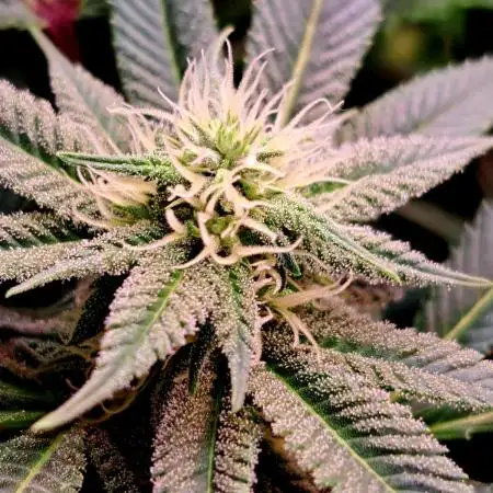 Frozen cherry runtz - Growers Choice