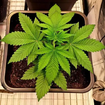 Frozen cherry runtz - Growers Choice