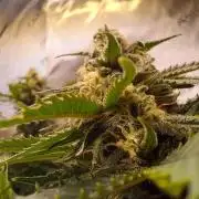 Sleepy Joe - Anesia Seeds