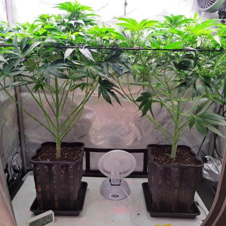 Sweet Cherry Pie by sweet seeds