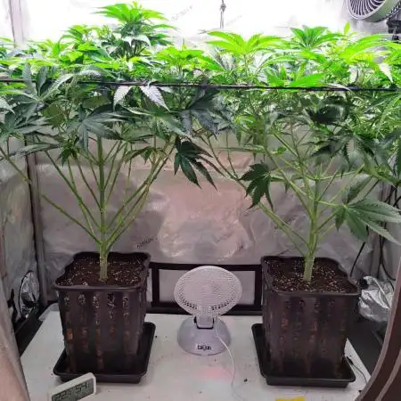 Sweet Cherry Pie by sweet seeds