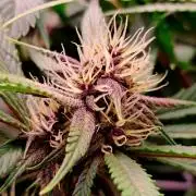 Red Hot Cookies by sweet seeds