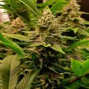 Frozen cherry runtz - Growers Choice