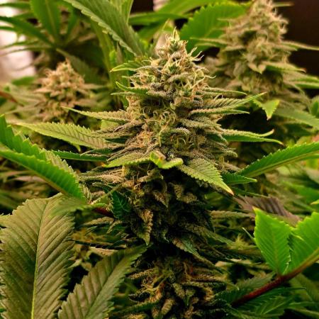 Frozen cherry runtz - Growers Choice