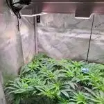 Sweet Cherry Pie by sweet seeds