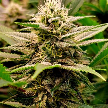 Frozen cherry runtz - Growers Choice