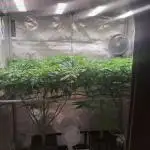 Sweet Cherry Pie by sweet seeds