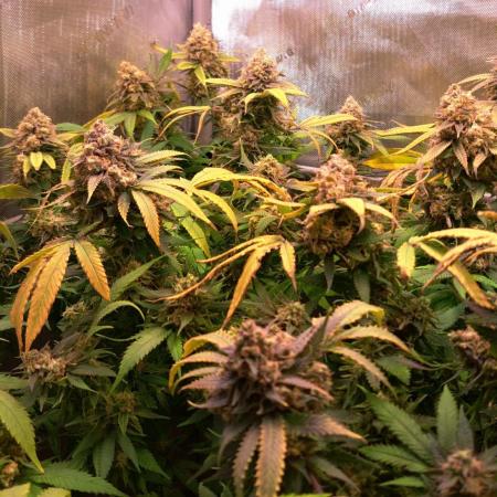 Sweet Cherry Pie by sweet seeds