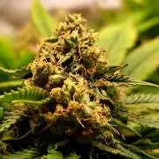 Sweet Cherry Pie by sweet seeds