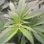 Frozen cherry runtz - Growers Choice