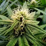 Big Bazooka - Anesia Seeds