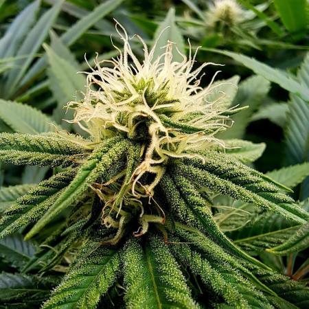 Big Bazooka - Anesia Seeds