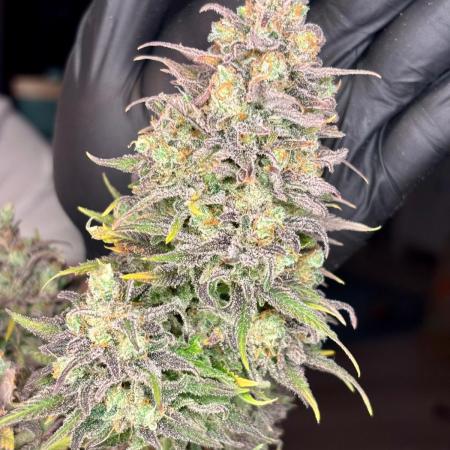 Sleepy Joe - Anesia Seeds