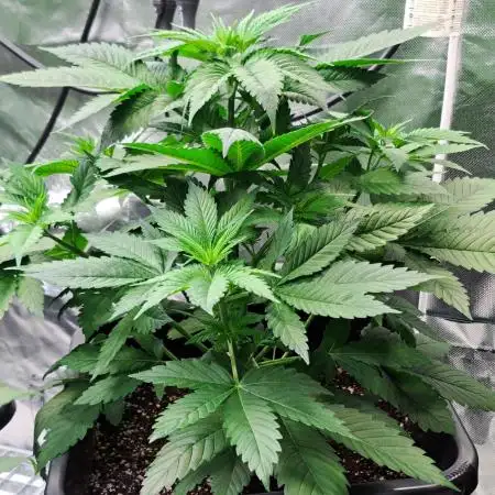 Frozen cherry runtz - Growers Choice