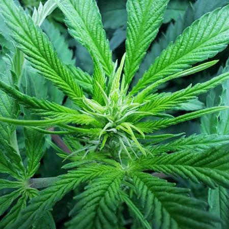 Sleepy Joe - Anesia Seeds