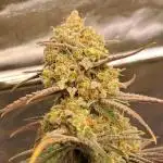 Blue Cheese clone