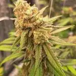 Blue Cheese clone