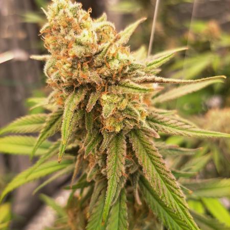 Blue Cheese clone