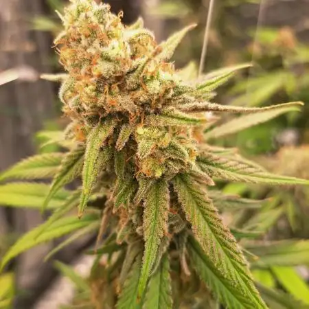 Blue Cheese clone
